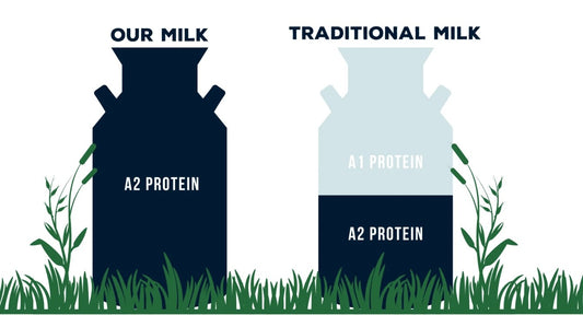 Volleman's Whole Milk A2A2 - 12 oz.