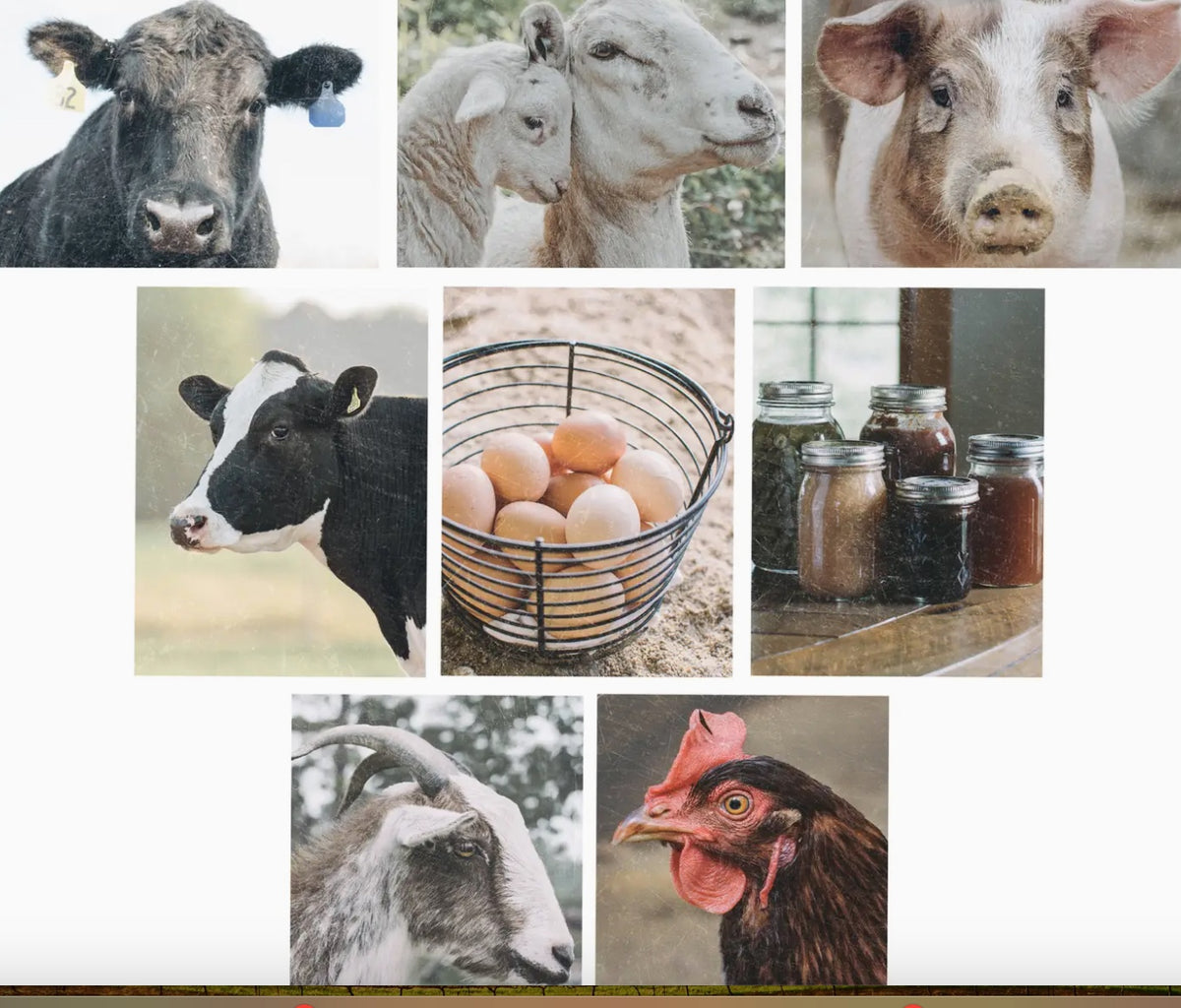 Homestead Note Card Set